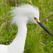 Snowy Egret