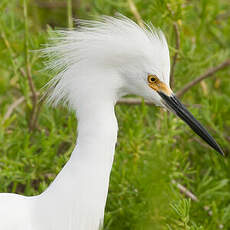 Aigrette neigeuse