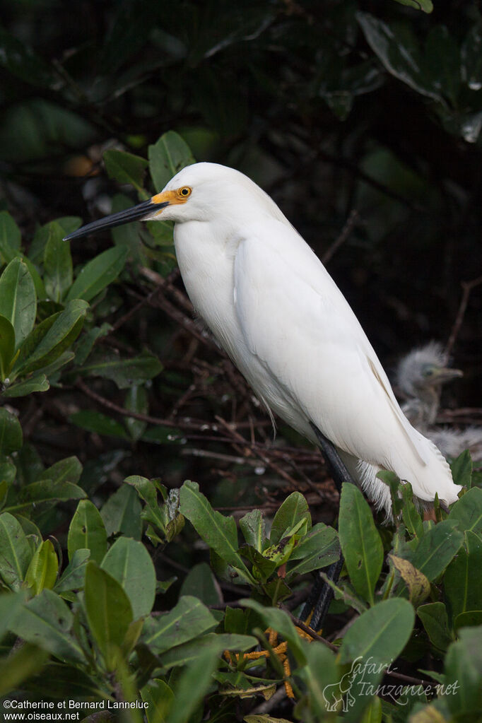 Aigrette neigeuseadulte, Nidification