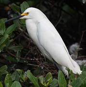 Snowy Egret