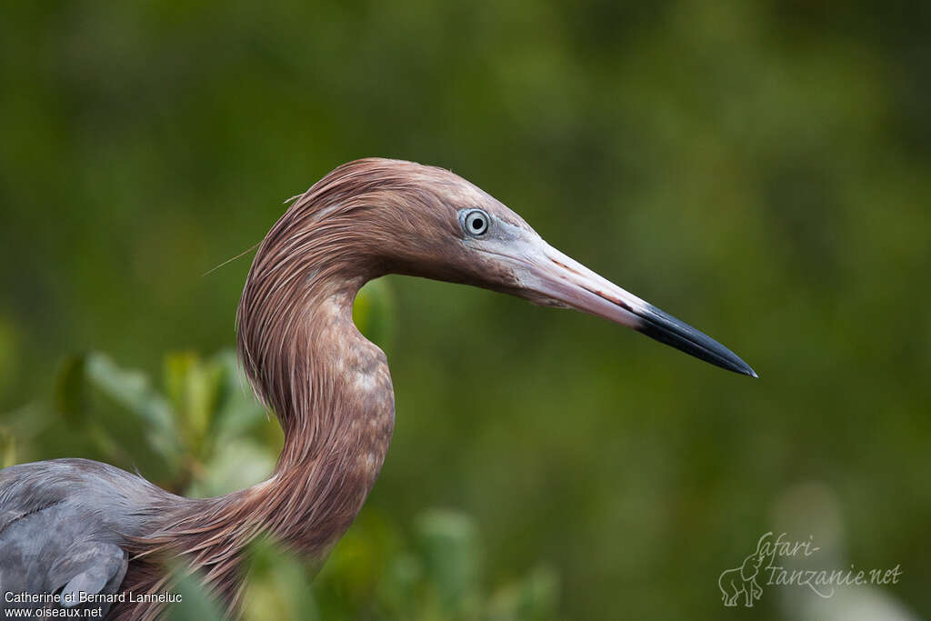 Reddish Egretadult, close-up portrait