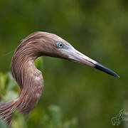 Aigrette roussâtre