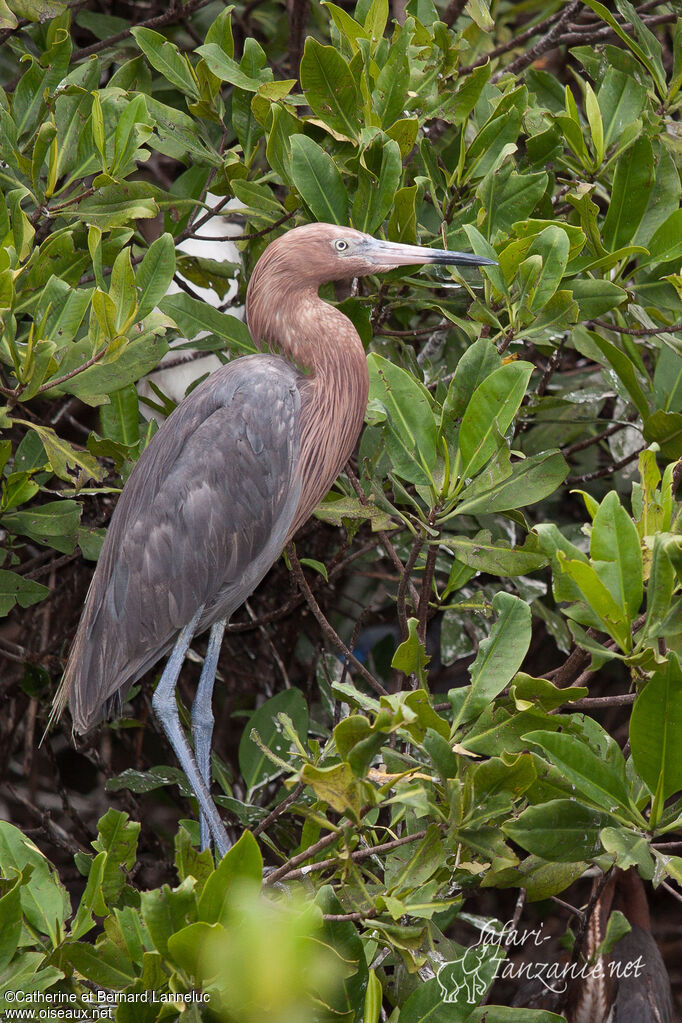 Reddish Egretadult, identification