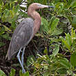 Aigrette roussâtre