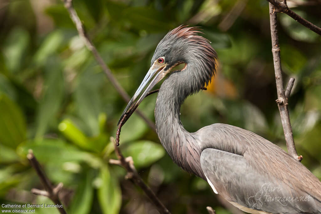 Tricolored Heronadult breeding, Reproduction-nesting