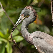 Tricolored Heron