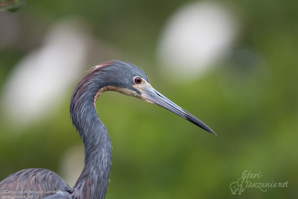 Tricolored Heronadult, close-up portrait, aspect