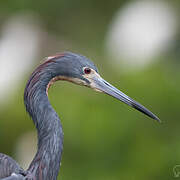 Tricolored Heron