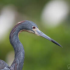 Aigrette tricolore