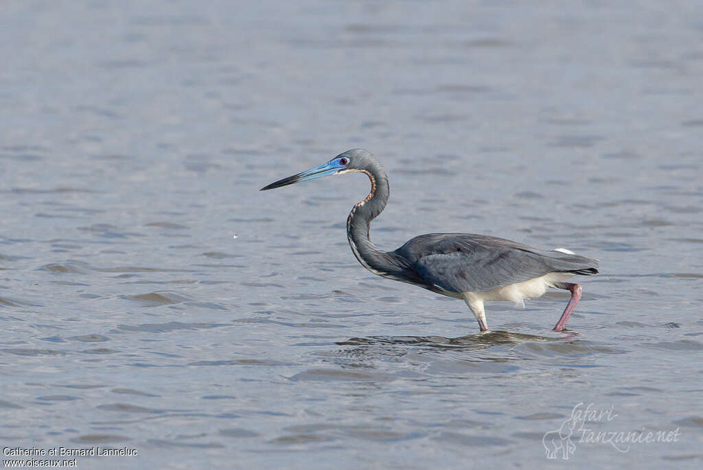 Tricolored Heronadult breeding, identification