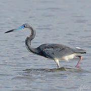 Aigrette tricolore