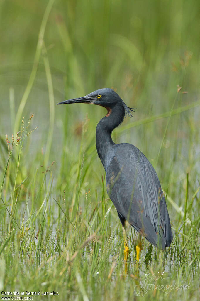 Slaty Egretadult, identification