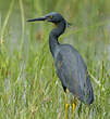 Aigrette vineuse