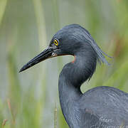 Slaty Egret