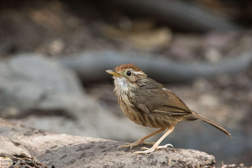 Puff-throated Babbleradult breeding, identification