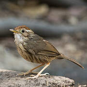 Puff-throated Babbler