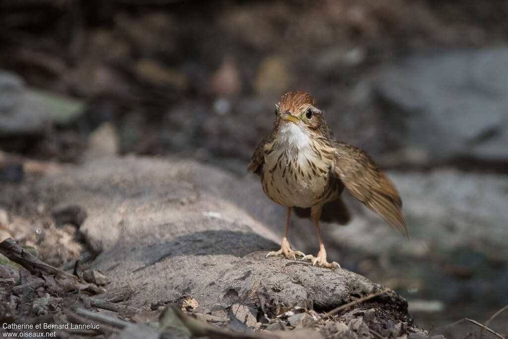 Puff-throated Babbleradult, care, Behaviour