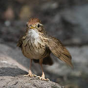 Puff-throated Babbler