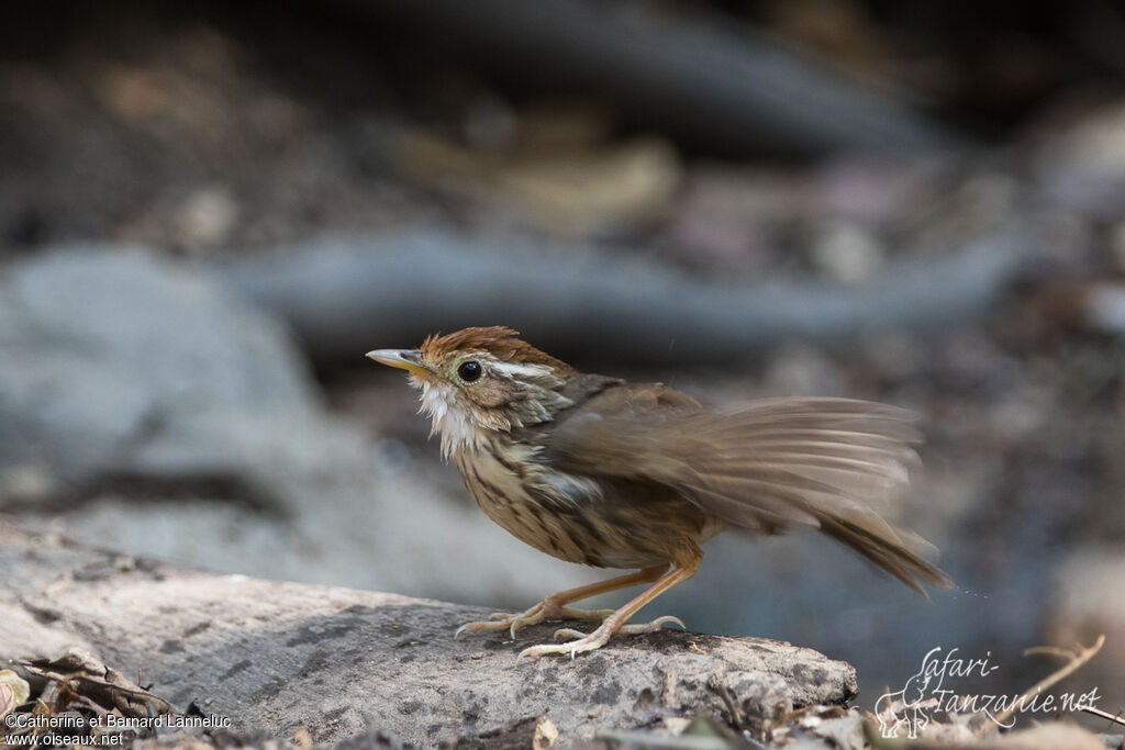 Puff-throated Babbleradult, care