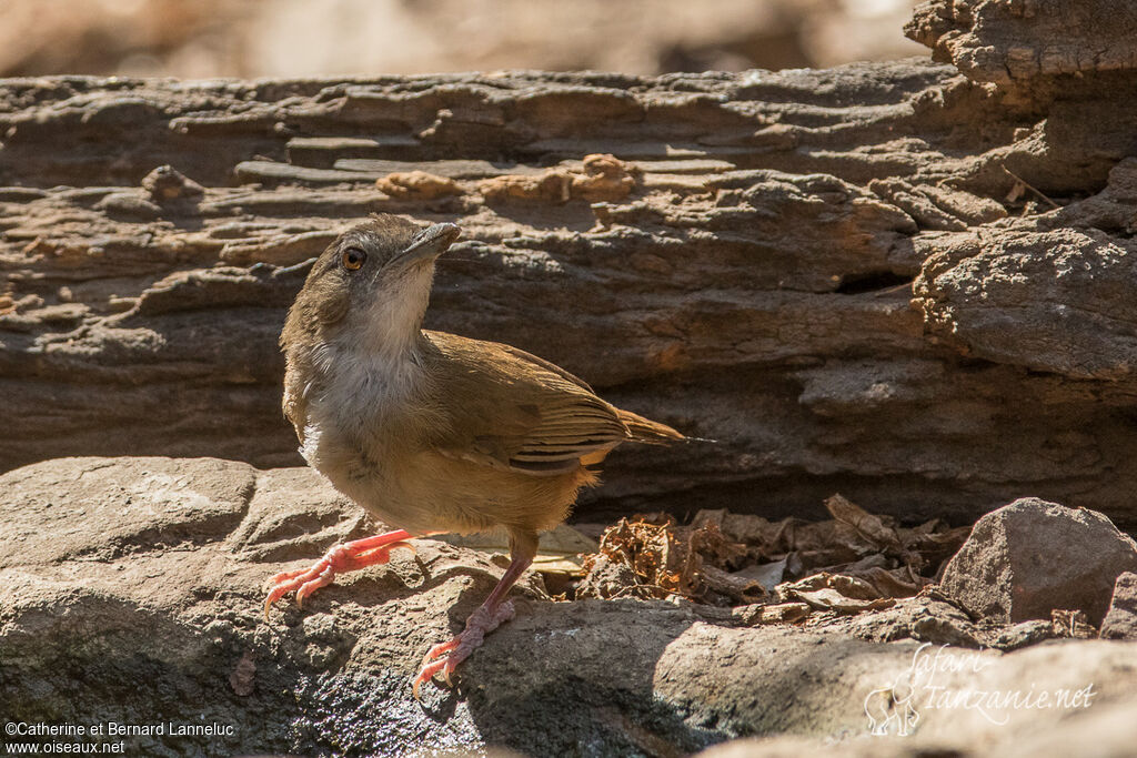 Akalat d'Abbottadulte, identification