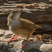 Abbott's Babbler