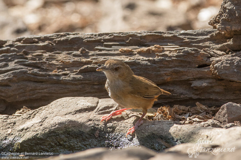 Abbott's Babbleradult, identification