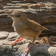 Abbott's Babbler