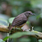 Horsfield's Babbler