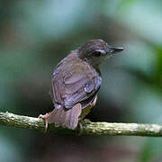 Horsfield's Babbler