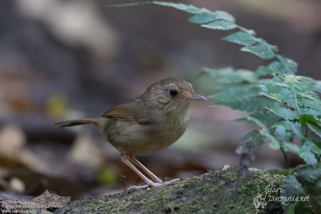 Akalat de Tickelladulte, identification