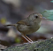 Buff-breasted Babbler