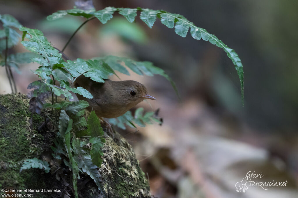 Buff-breasted Babbleradult