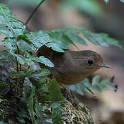 Buff-breasted Babbler