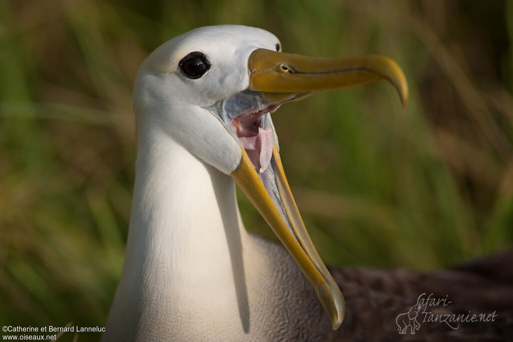 Waved Albatrossadult, close-up portrait, song