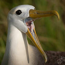 Albatros des Galapagos