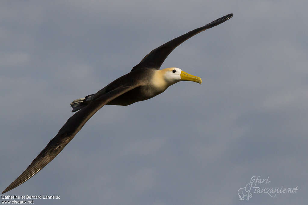 Waved Albatrossadult, Flight