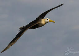 Albatros des Galapagos