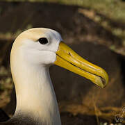 Albatros des Galapagos