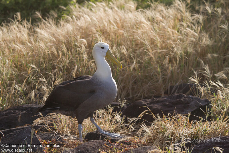 Waved Albatrossadult, identification