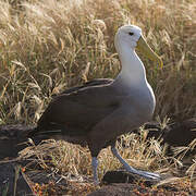 Waved Albatross