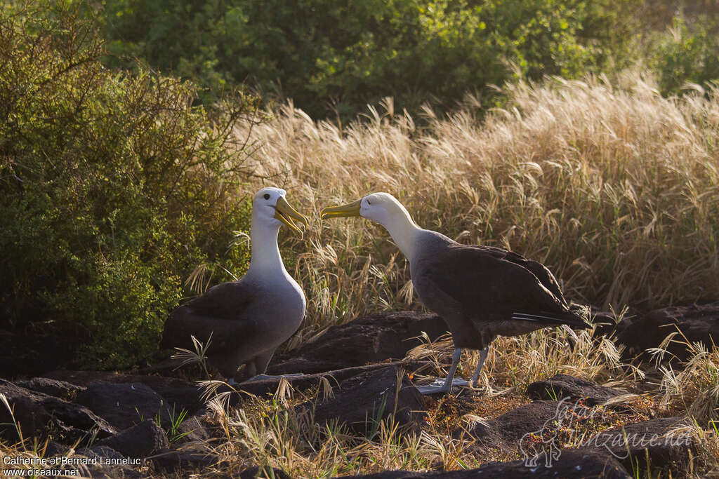 Albatros des Galapagosadulte, Nidification, Comportement