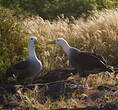 Albatros des Galapagos