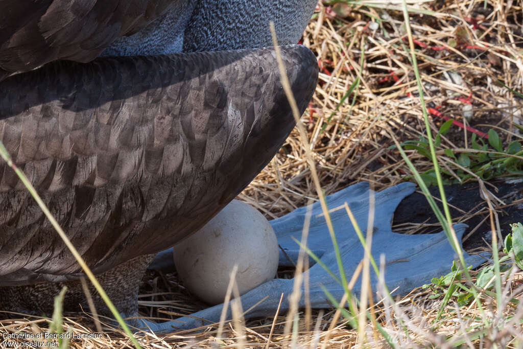 Albatros des Galapagosadulte, Nidification