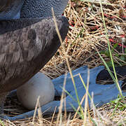 Albatros des Galapagos