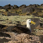 Albatros des Galapagos