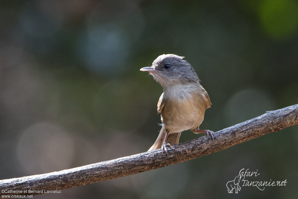 Brown-cheeked Fulvettaadult