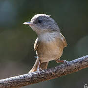 Brown-cheeked Fulvetta