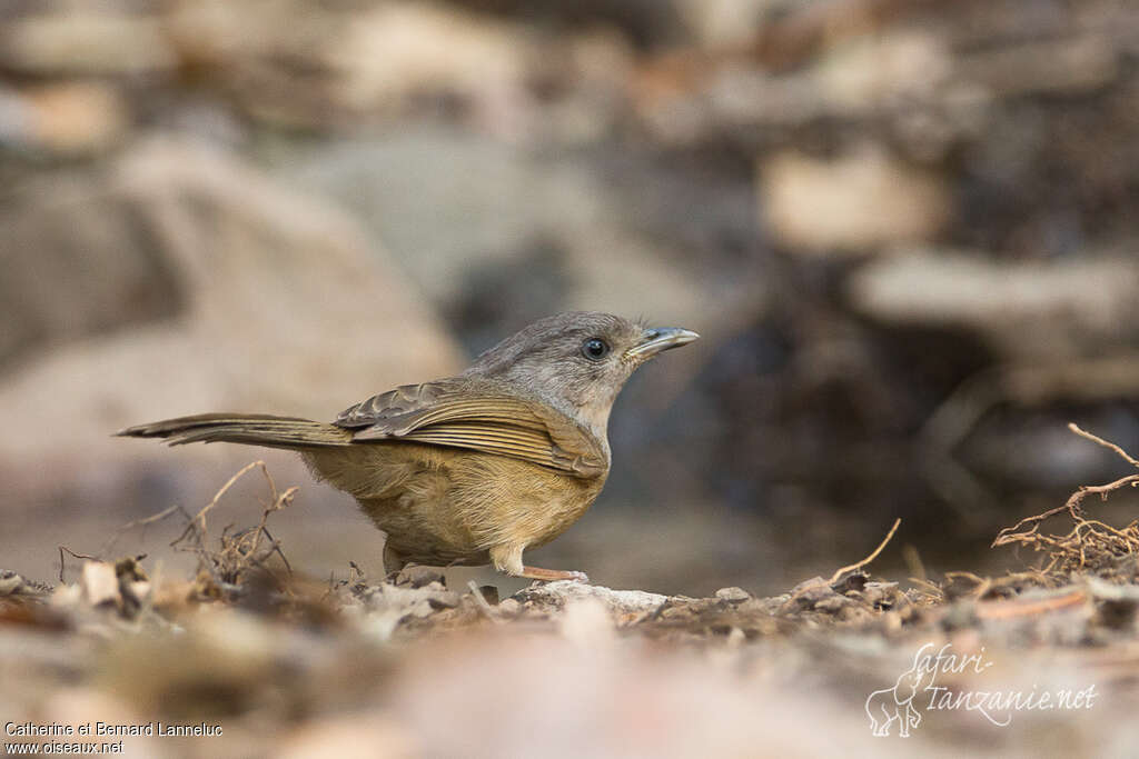 Brown-cheeked Fulvettaadult, Behaviour