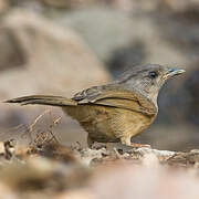 Brown-cheeked Fulvetta