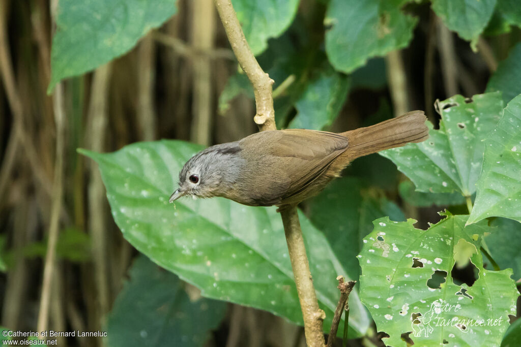 Grey-cheeked Fulvettaadult, Behaviour